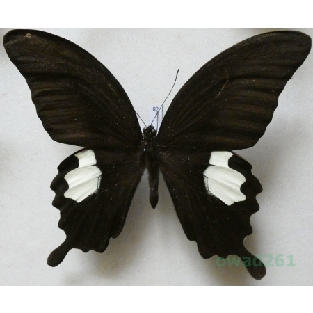 Papilio sataspes Felder & Felder, 1864 Indonesia, Sulawesi 108mm82